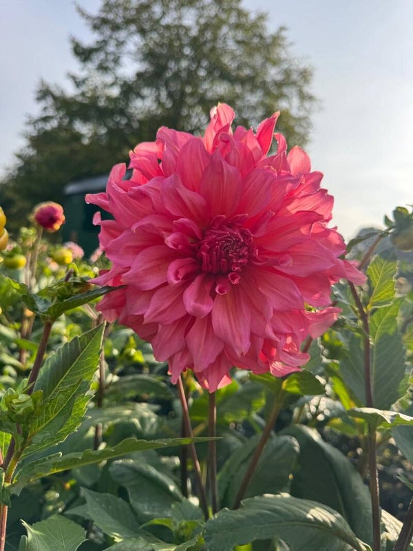 Dahlia Islander