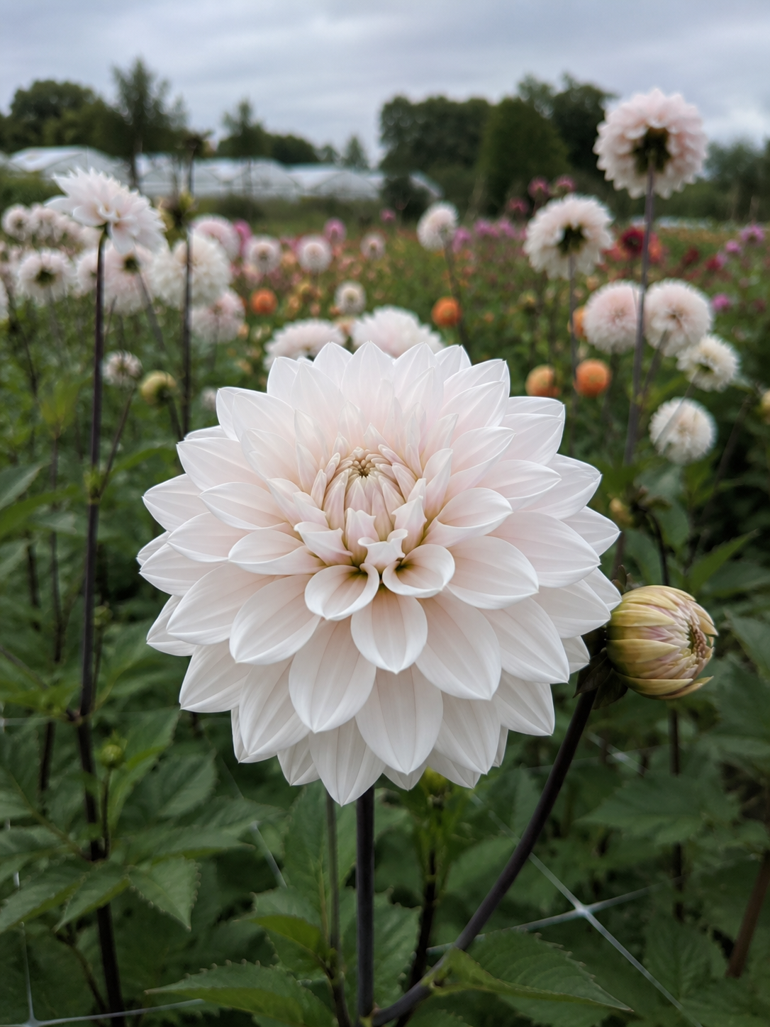 Dahlia Candellight Ivory Flame