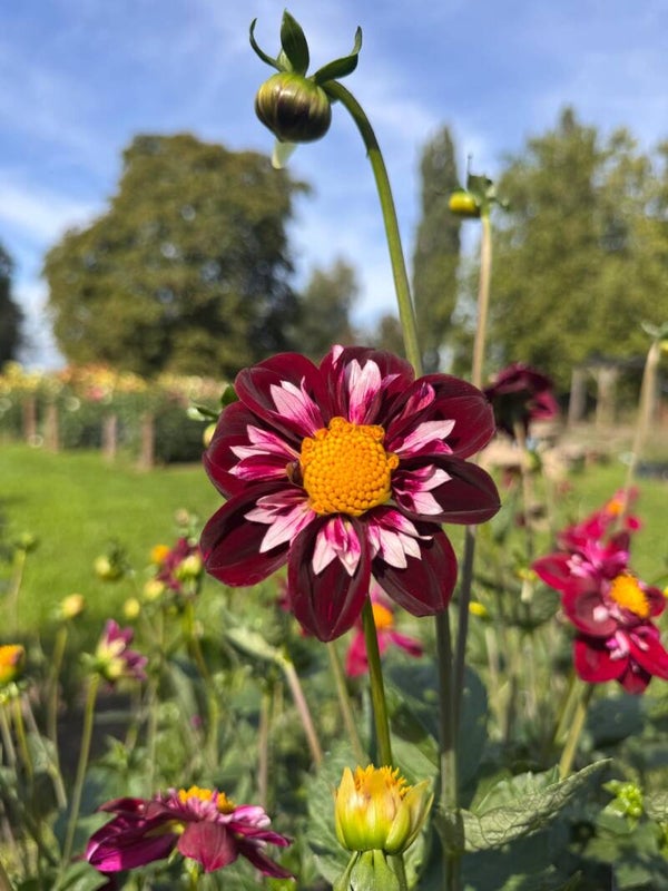 Dahlia Joyful Investment