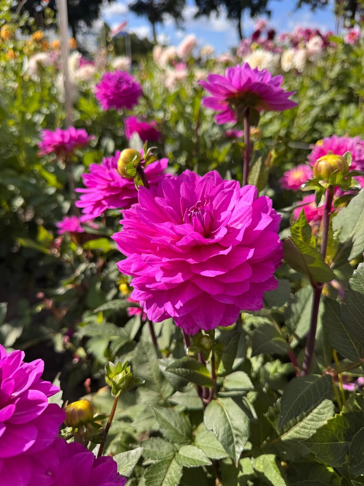 Dahlia Karma Lagoon
