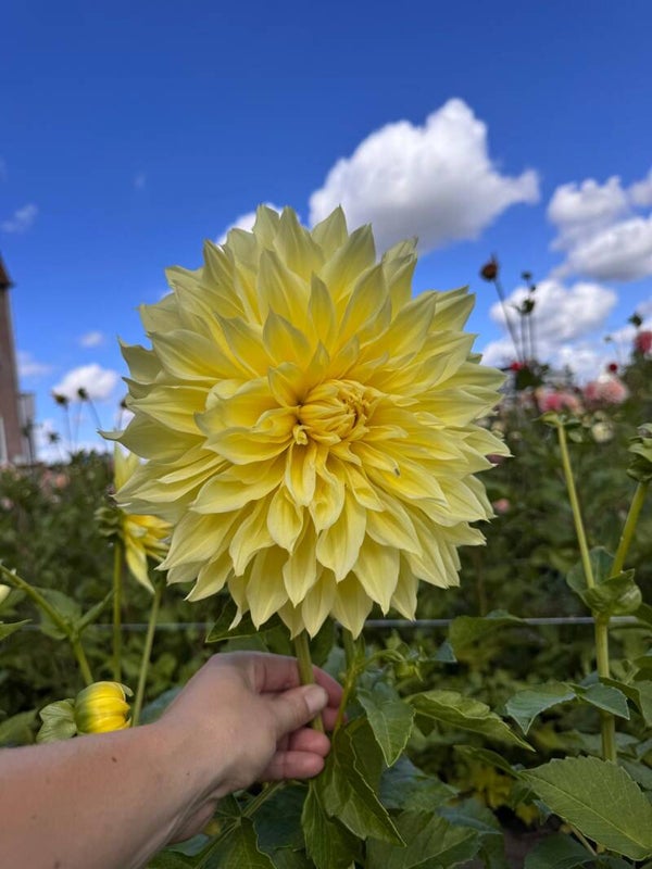 Dahlia Kelvin Floodlight