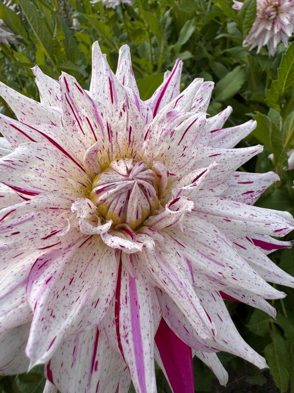 Dahlia Mick's Peppermint