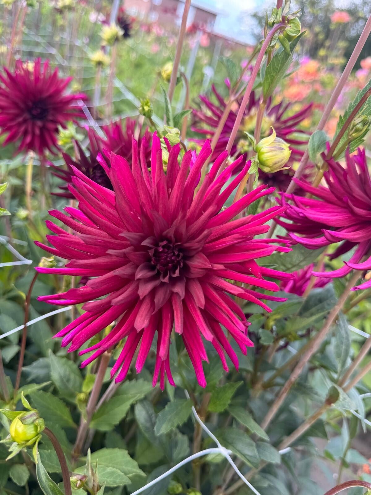Dahlia Nuit d'ete