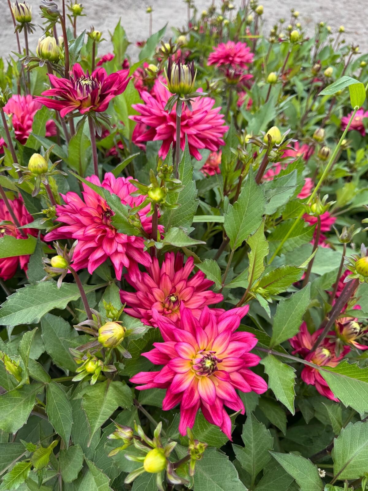 Dahlia Ocean of Love