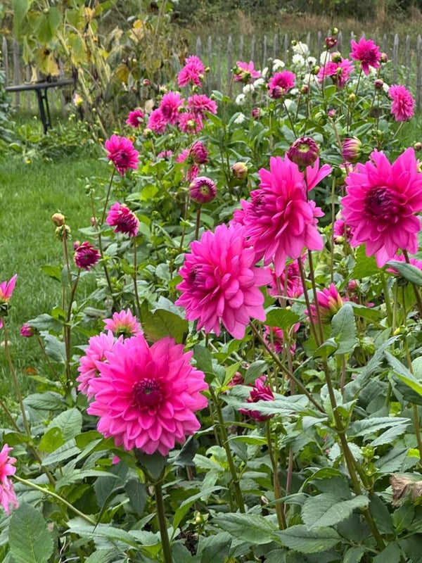 Dahlia Onesta