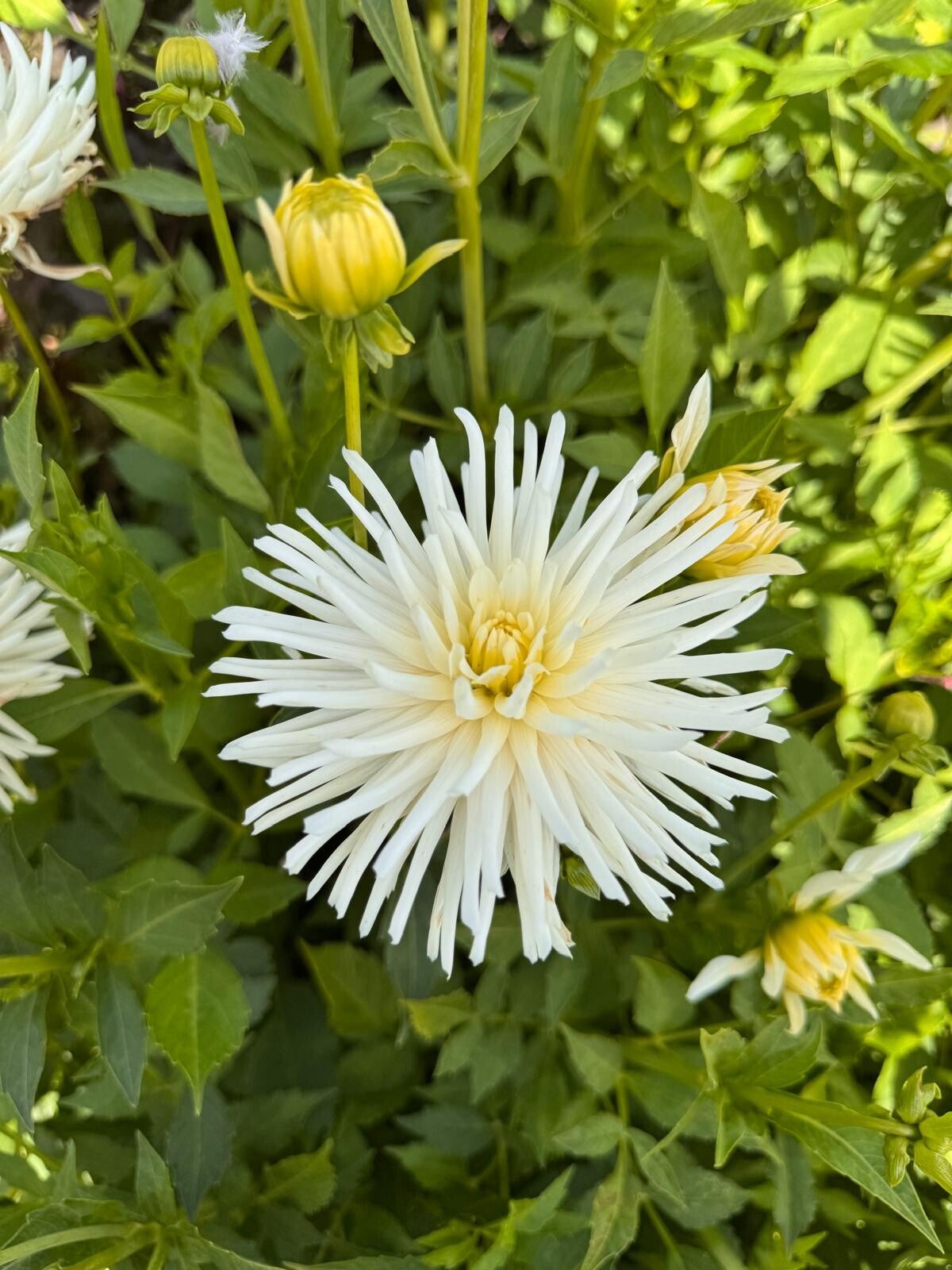 Dahlia Playa Blanca