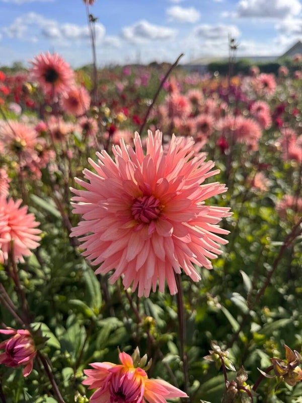 Dahlia Preference