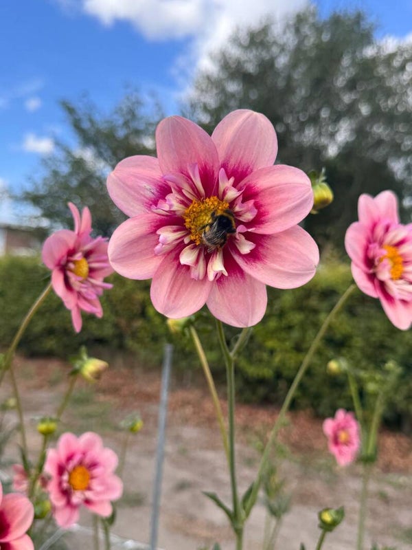 Dahlia Rhubarb and Custard