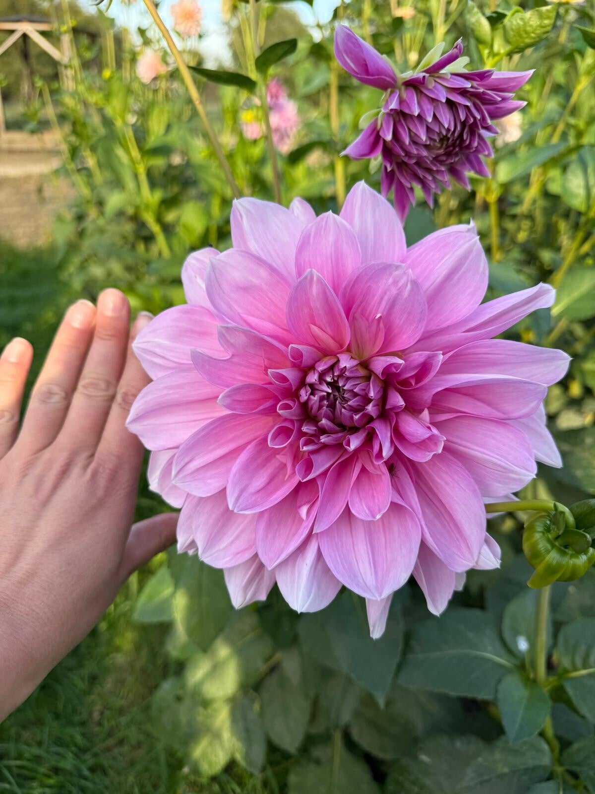 Dahlia Rosella