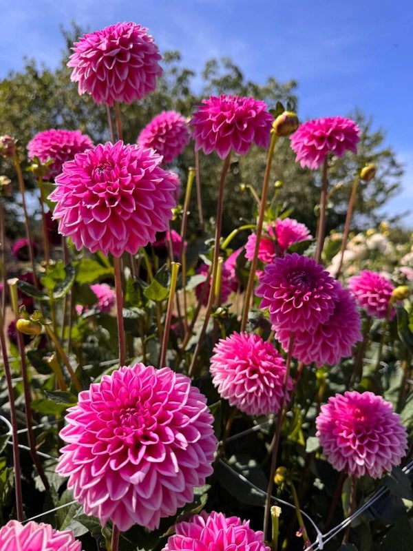Dahlia Sandra