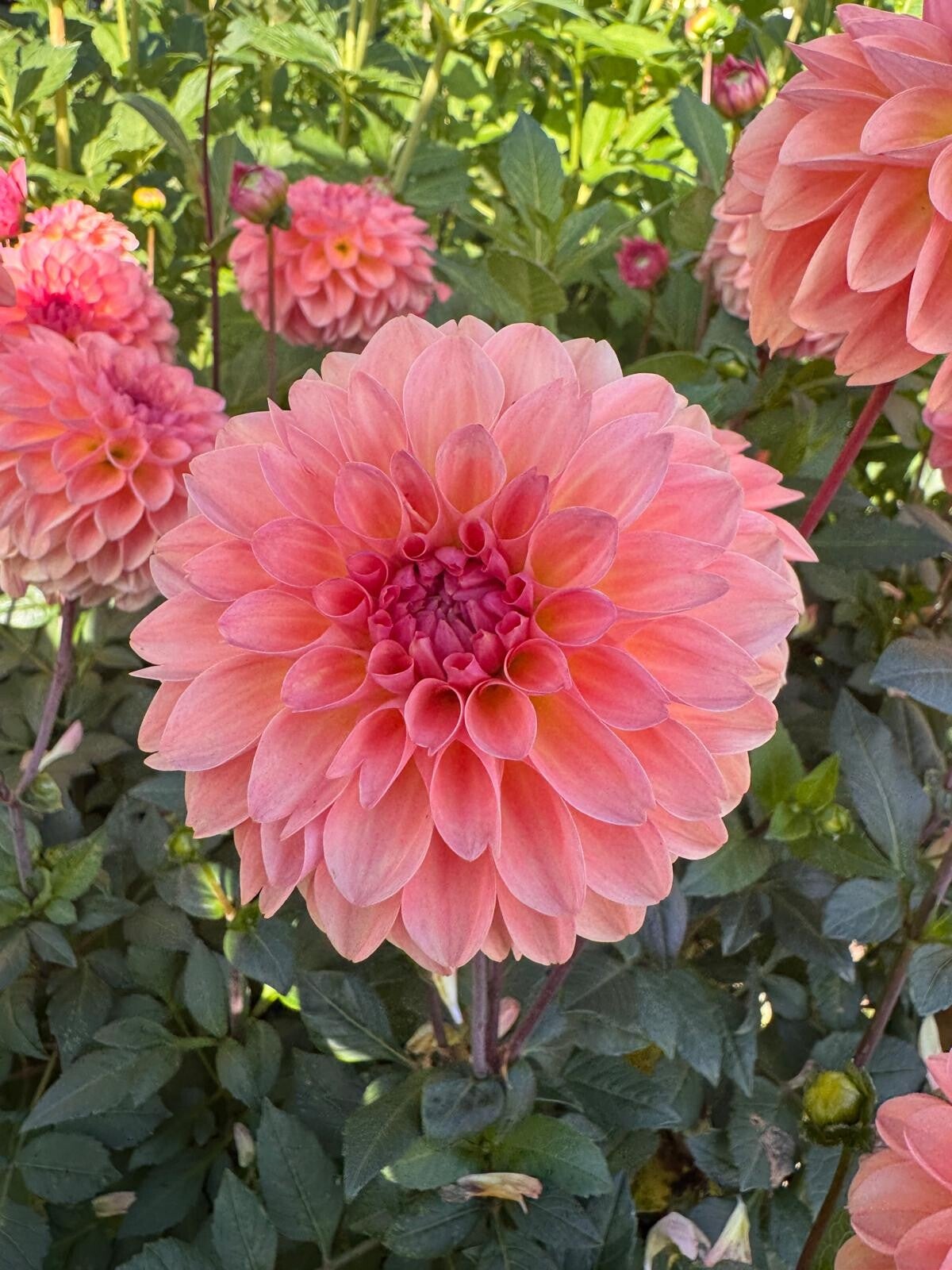 Dahlia Sebastiaan