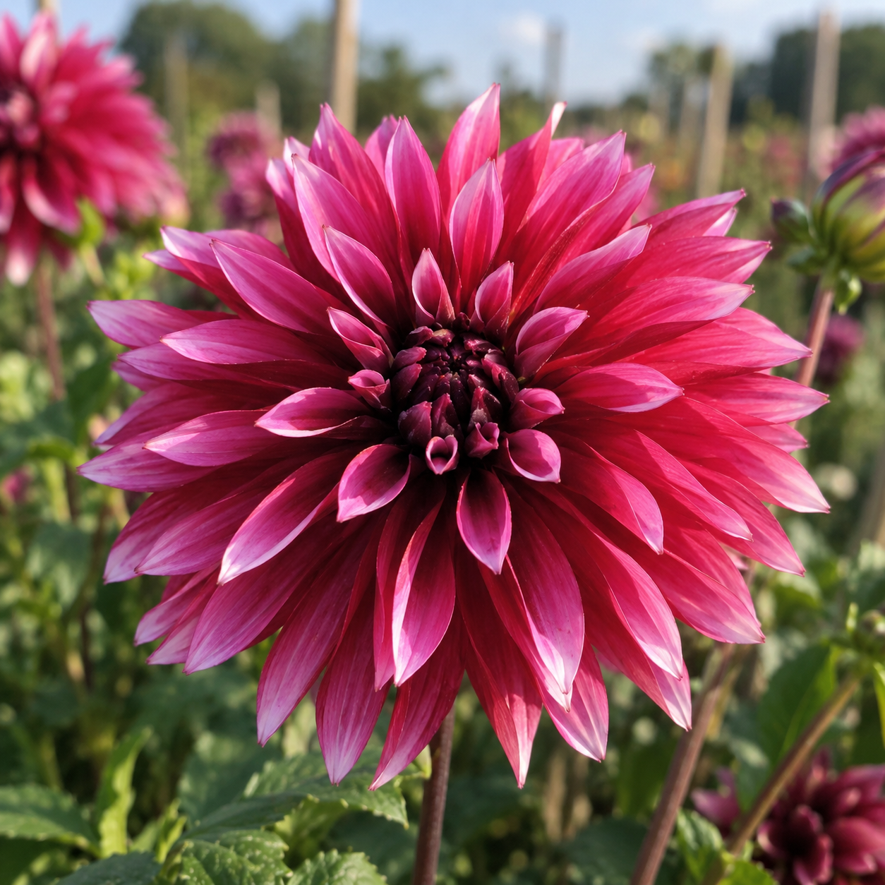 Dahlia Tanita
