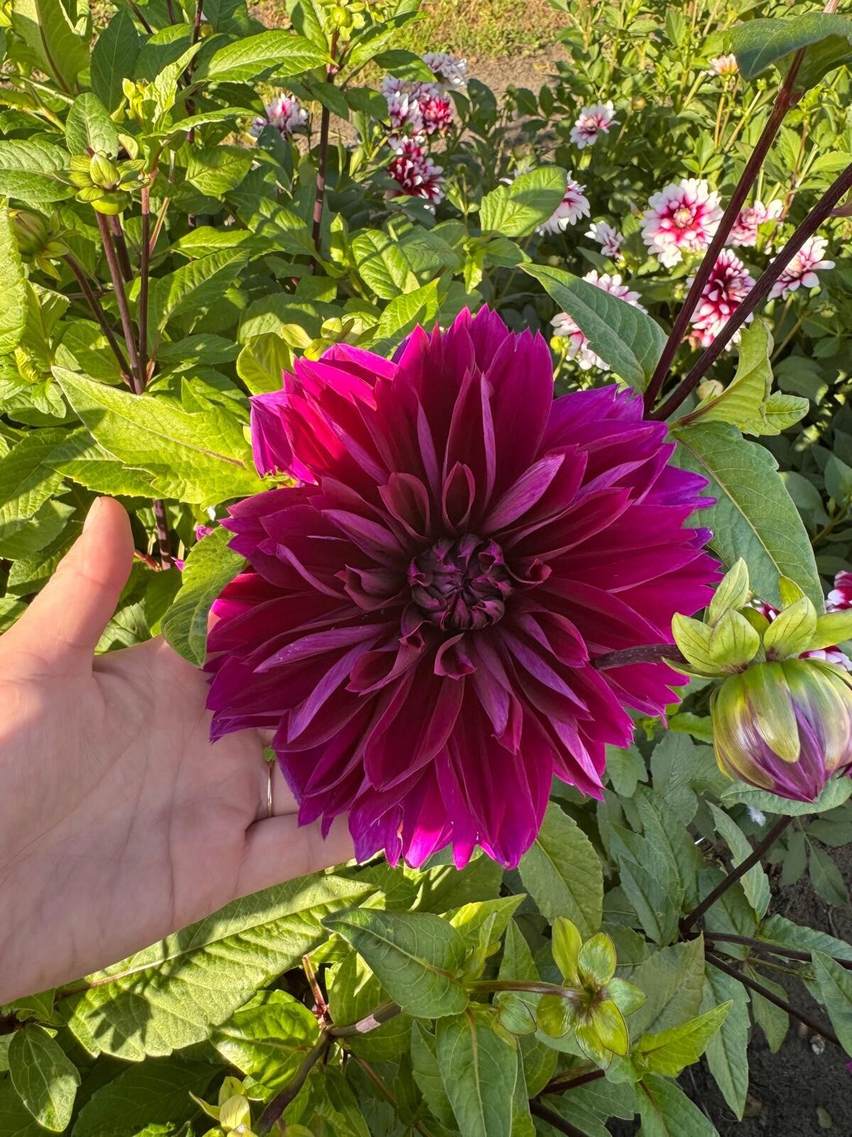 Dahlia Thomas A. Edison