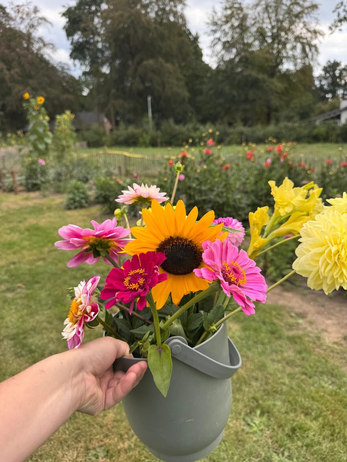 pluktuin-met-dahlia-s-dahlia-co-standard-04tobb.jpg