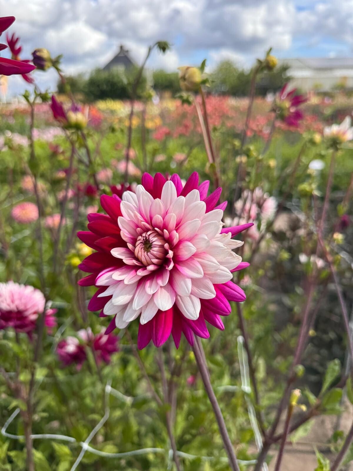 Dahlia Rebecca's World