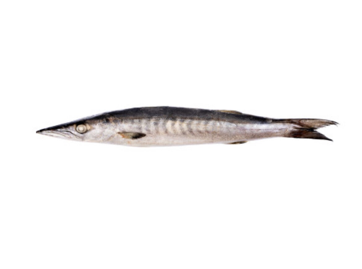 Baracuda