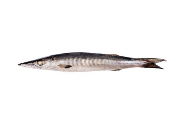 Baracuda