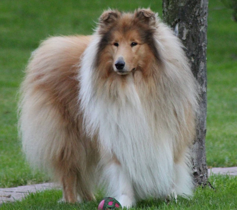 3 jaar oud/ 3 years old