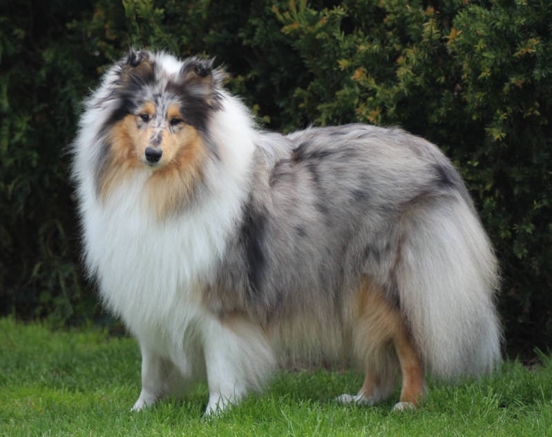 Milton Falls Maid in Blue