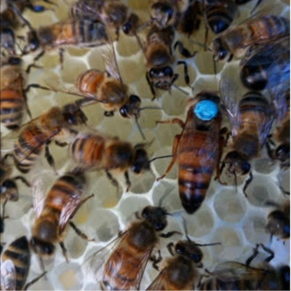 Reine Buckfast inséminée Hivernée marquée pastille Bleue 2025