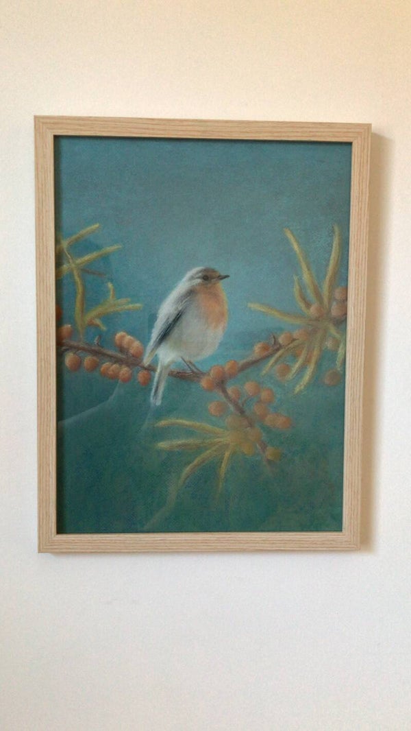 Pastel Roodborstje in de duinen