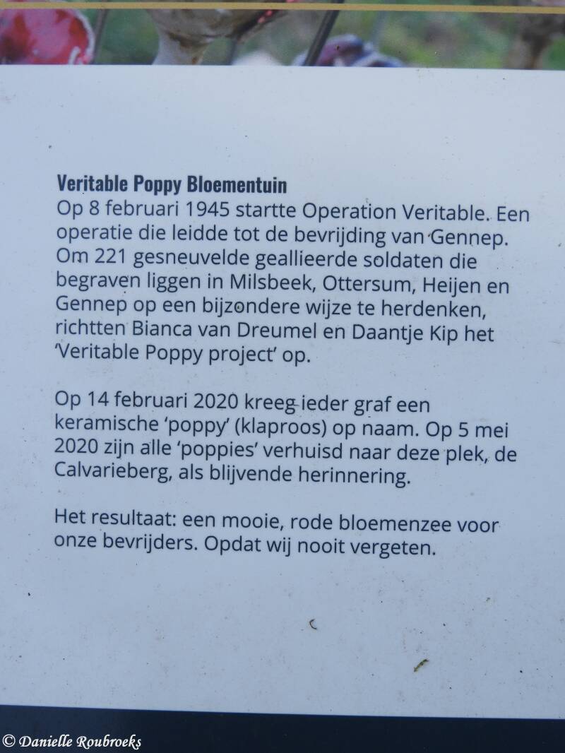 13milsbeekpoppytuinzo13feb22.jpg