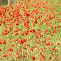 71Vredesbos26sep17.jpg