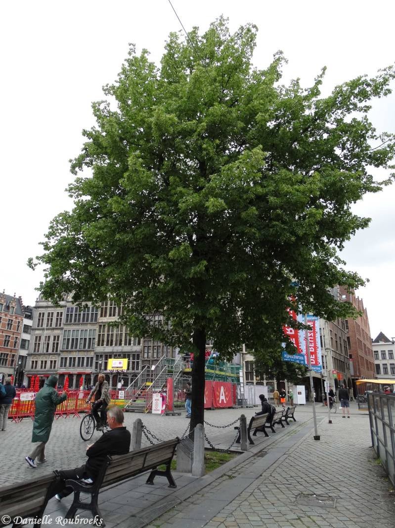 23Antwerpen.jpg