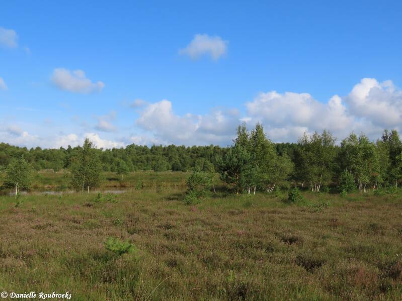 25-esterwegen-moorwandeling-woe24jul24-standard.jpg