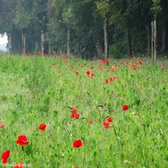 28Vredesbos26sep17.jpg