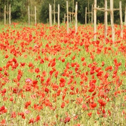 74Vredesbos26sep17.jpg