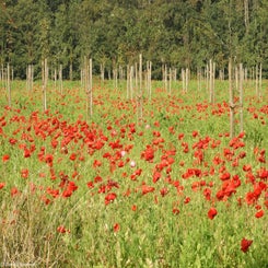 70Vredesbos26sep17.jpg