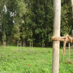 66Vredesbos26sep17.jpg
