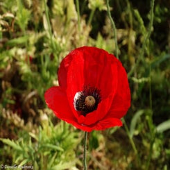 31Vredesbos26sep17.jpg