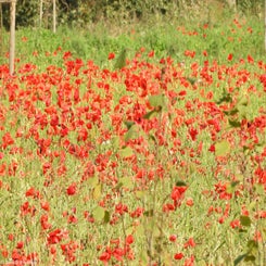 72Vredesbos26sep17.jpg