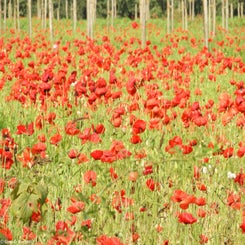 73Vredesbos26sep17.jpg