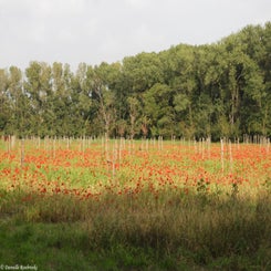 75Vredesbos26sep17.jpg
