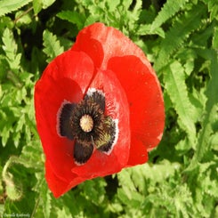 61Vredesbos26sep17.jpg