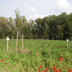 62Vredesbos26sep17.jpg