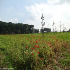 30Vredesbos26sep17.jpg