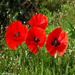 36Vredesbos26sep17.jpg