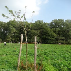 39Vredesbos26sep17.jpg