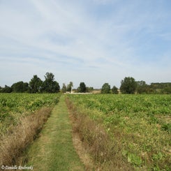 01TenTreeAlleyCemeterydi21sep21.jpg