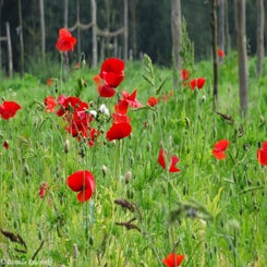 24Vredesbos26sep17.jpg