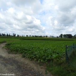 10Ieperwandelingza31jul21.jpg