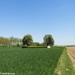 03RookeryBCwoe15mei19.jpg