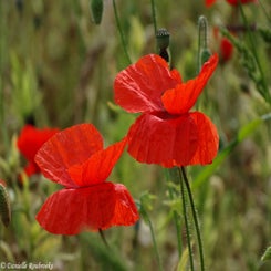 22Vredesbos26sep17.jpg