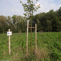 06Vredesbos26sep17.jpg
