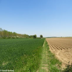 02RookeryBCwoe15mei19.jpg