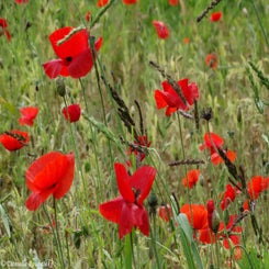 27Vredesbos26sep17.jpg